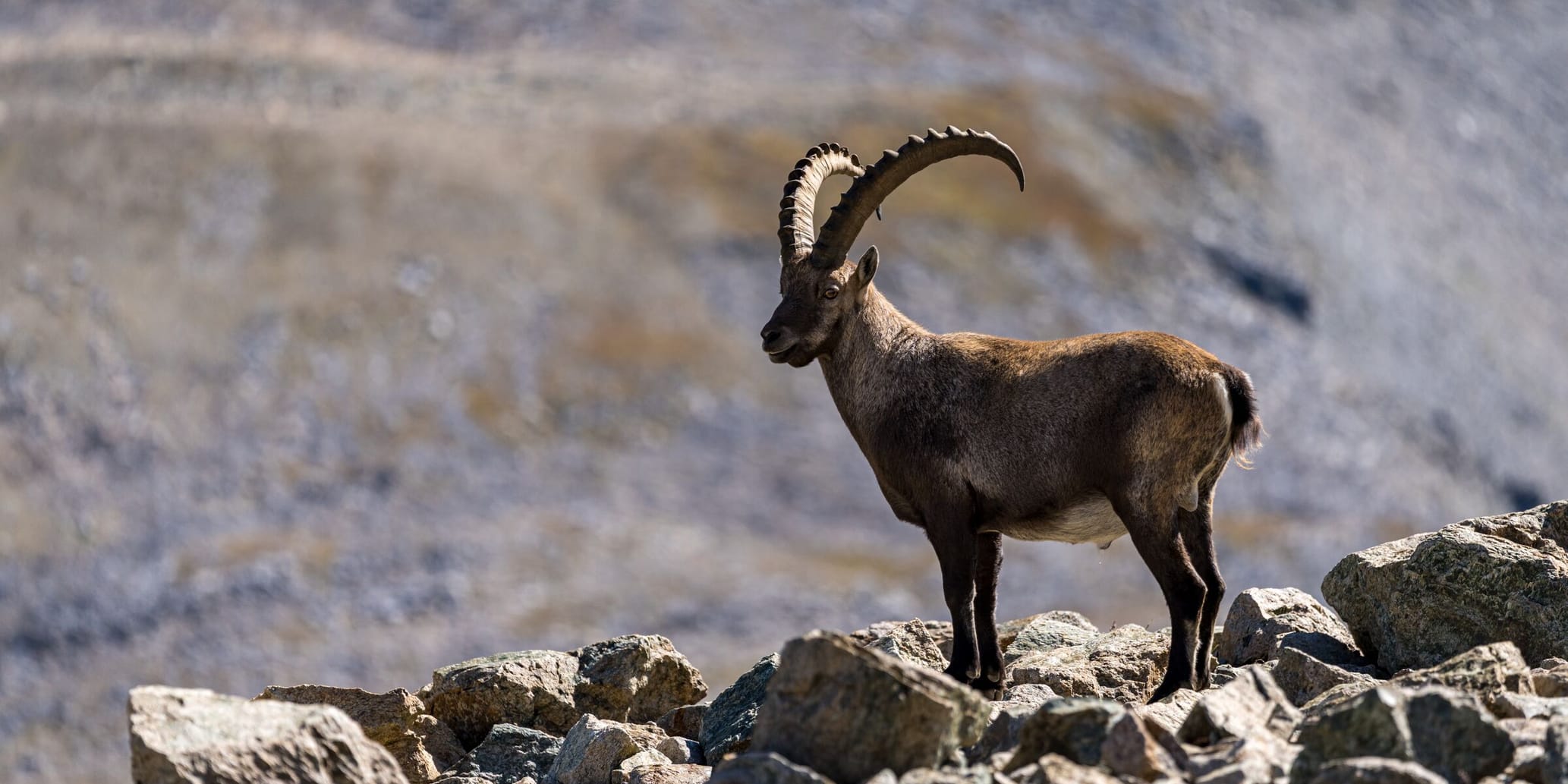 Steinbock in Pontresina