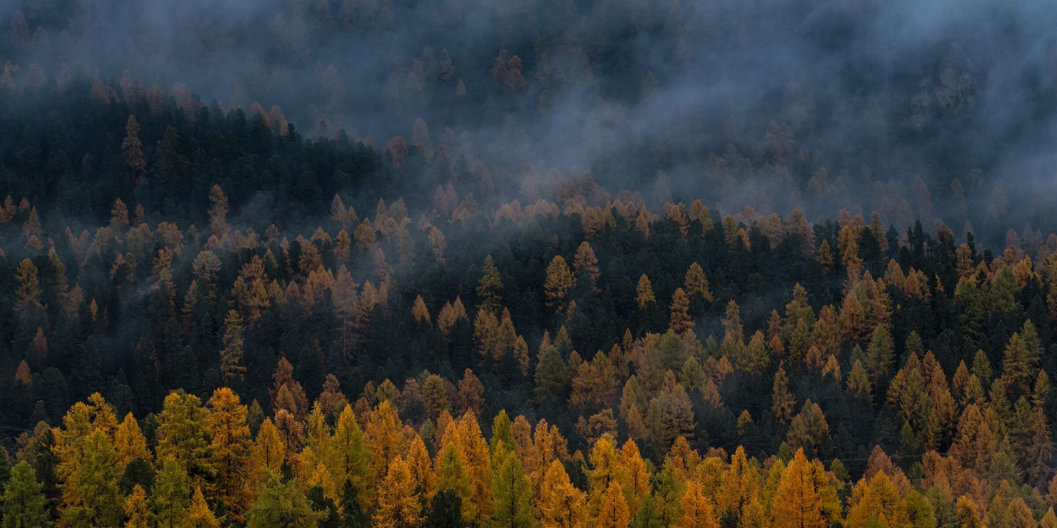 Herbstwald im Engadin