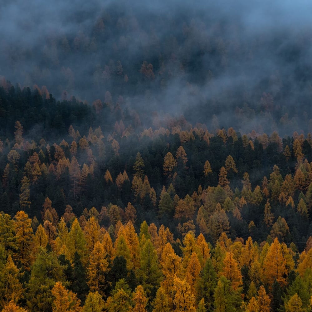 Herbstwald im Engadin