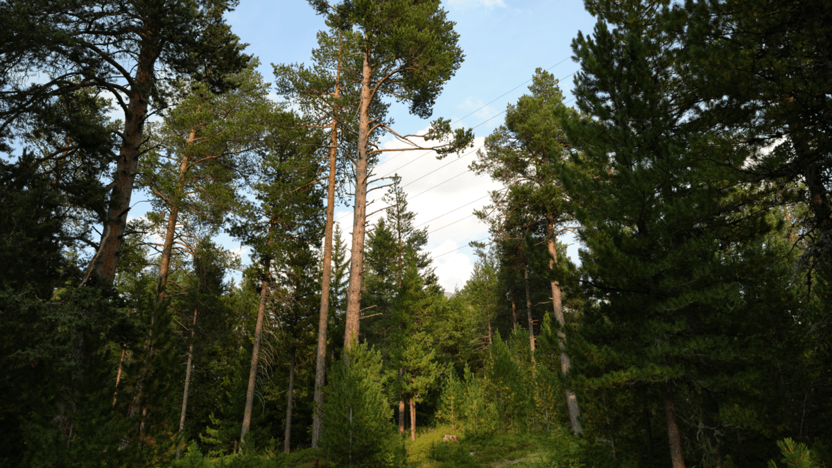 Barfussweg im Stazerwald