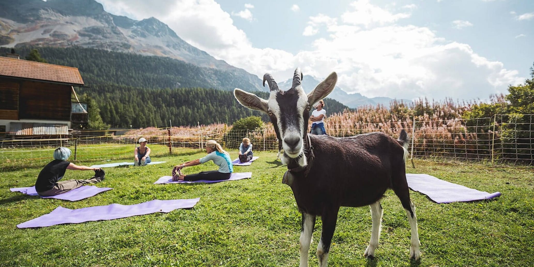 Trekking & Yoga mit Ziegen