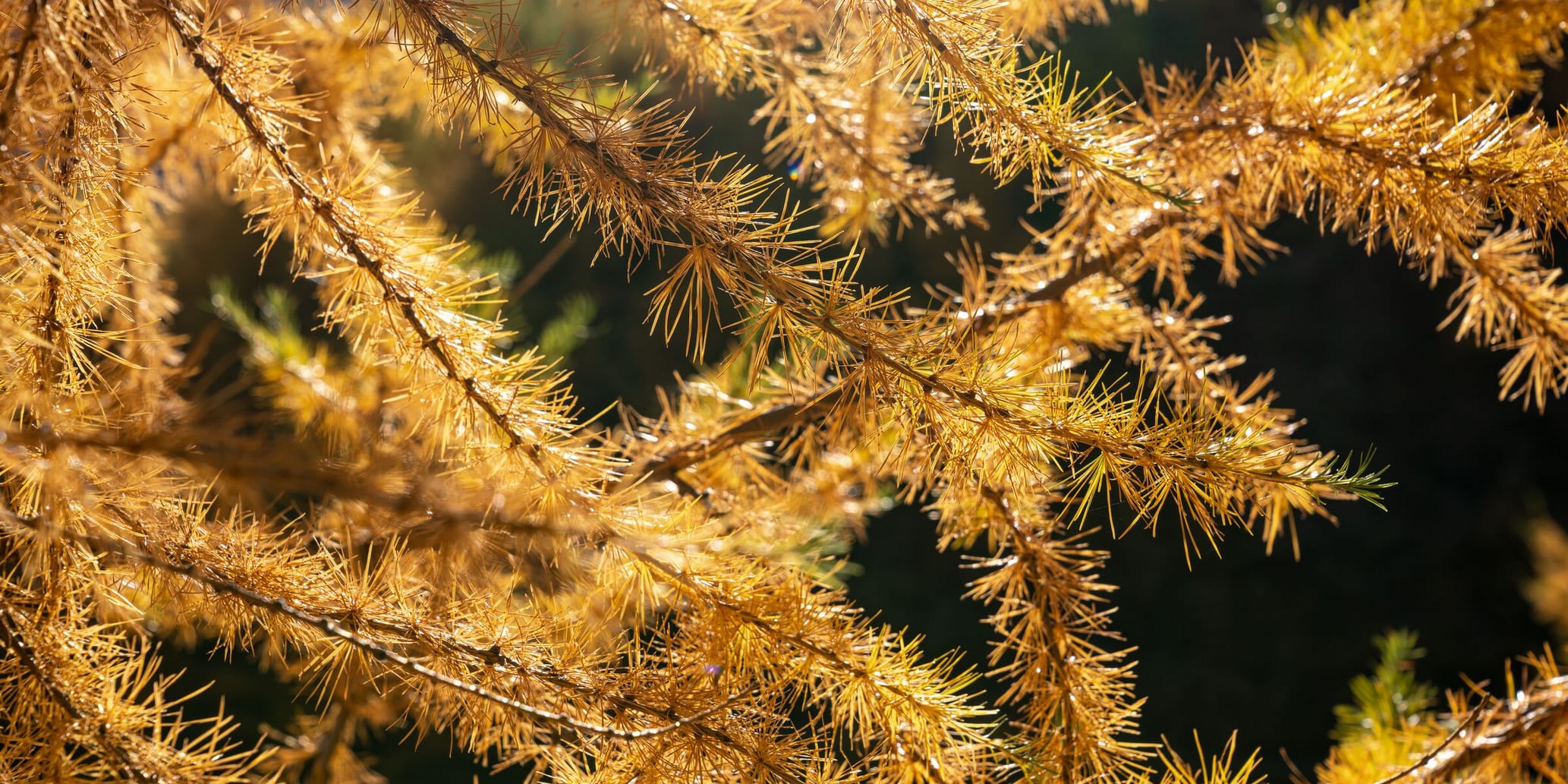 Goldene Lärche im Engadin