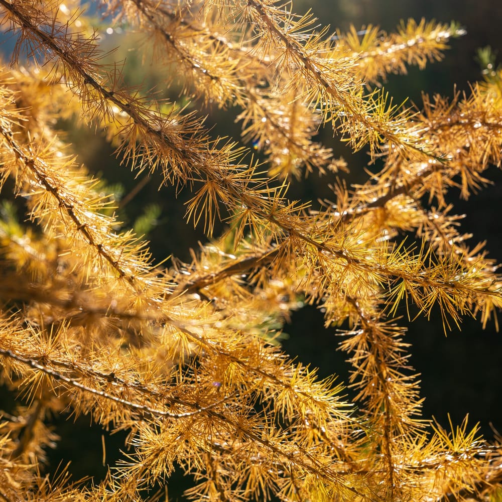Goldene Lärche im Engadin