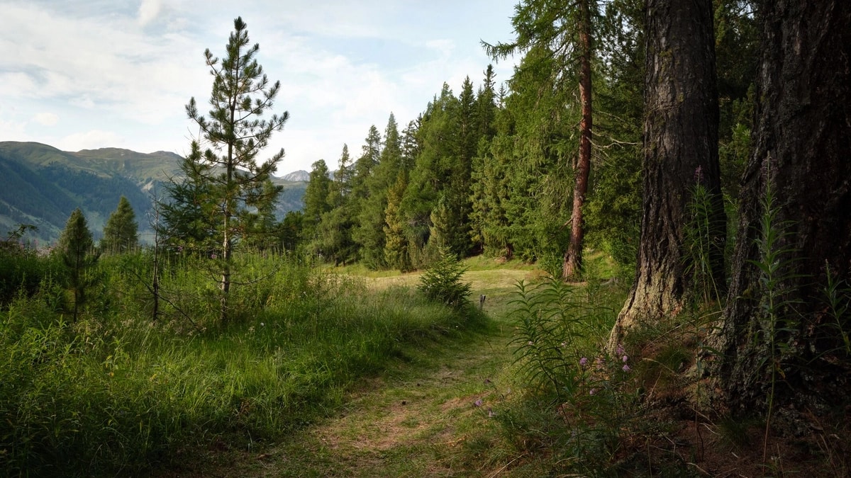 Barfussweg Celerina