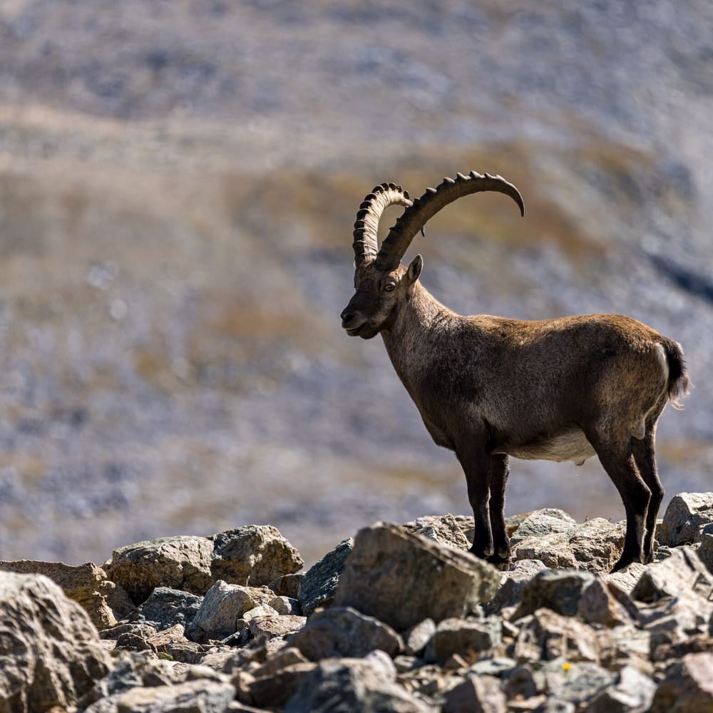 Steinbock in Pontresina