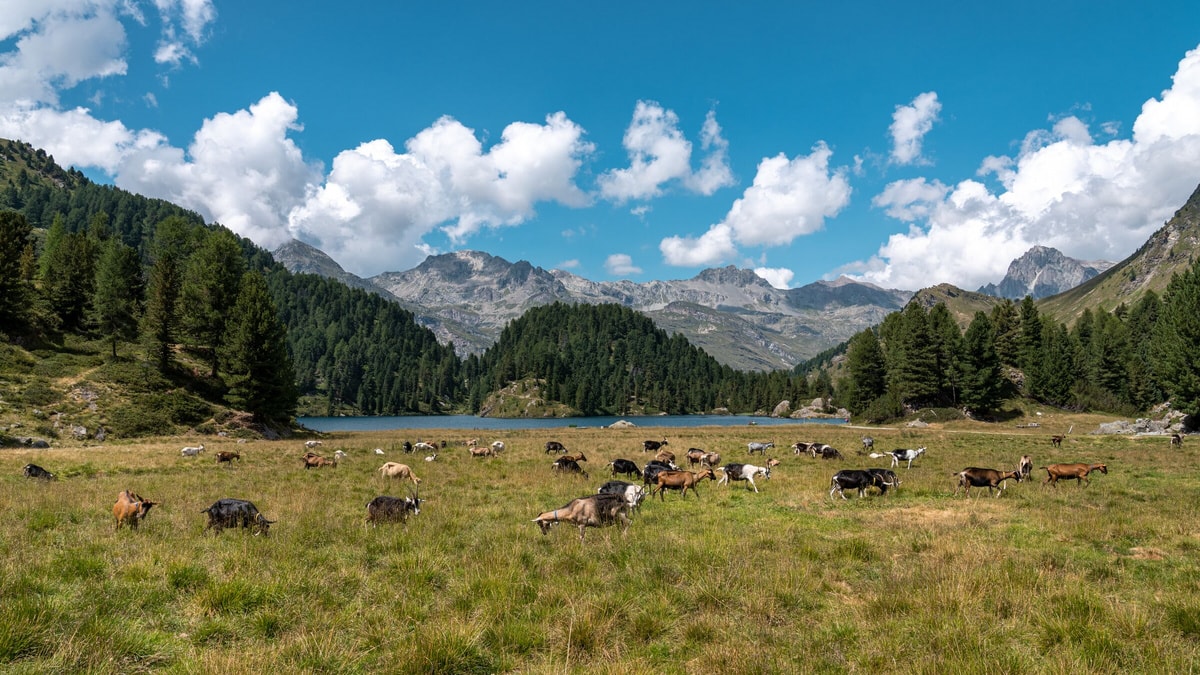 Alp Cavloc