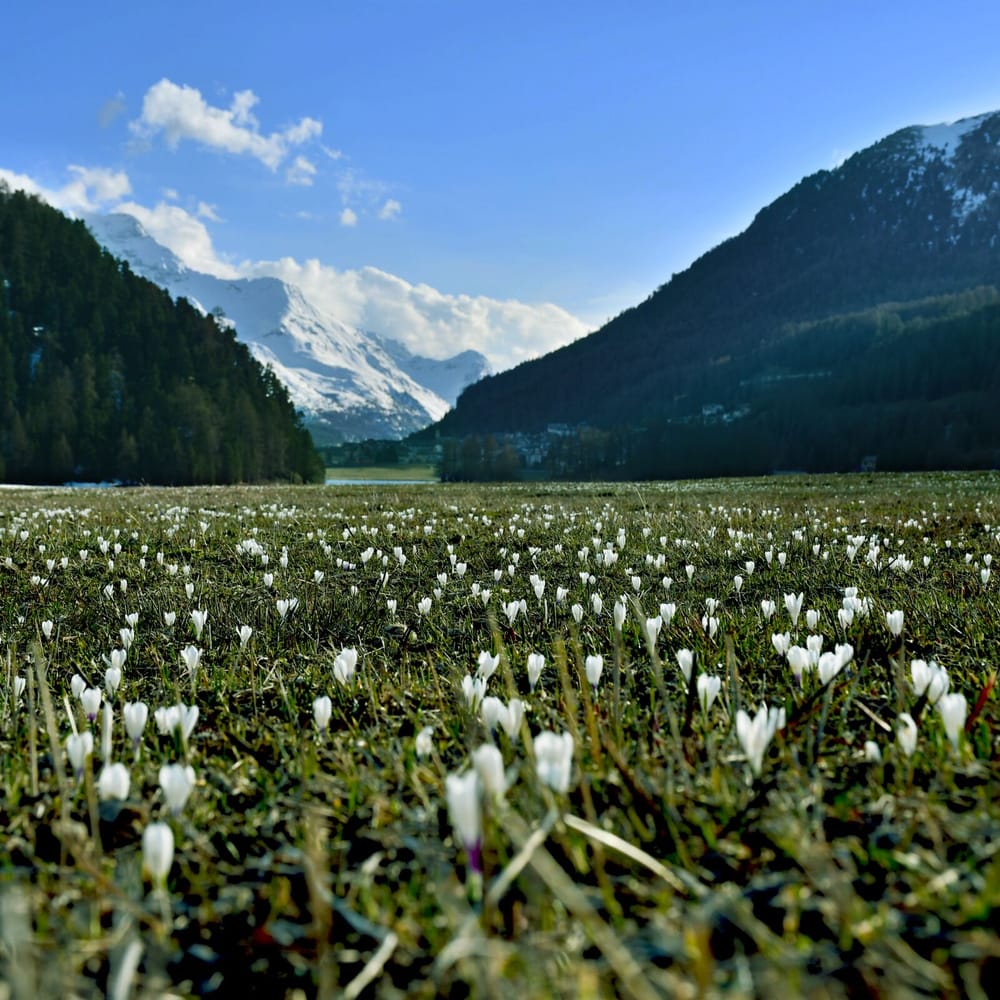 Frühling im Engadin