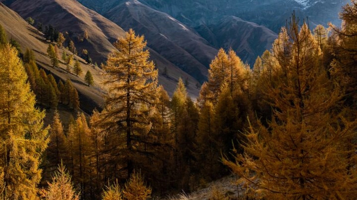 Goldener Herbst im Engadin