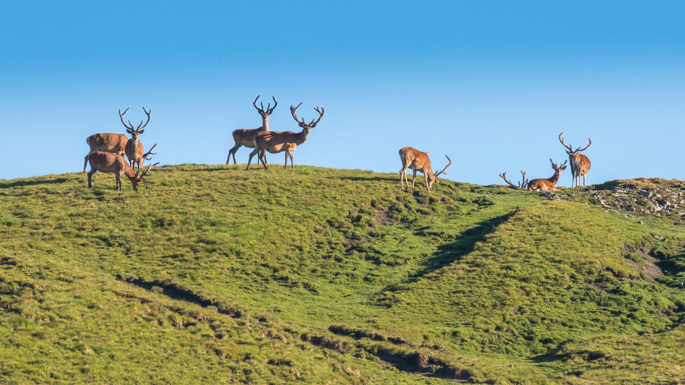 Der Schweizerische Nationalpark