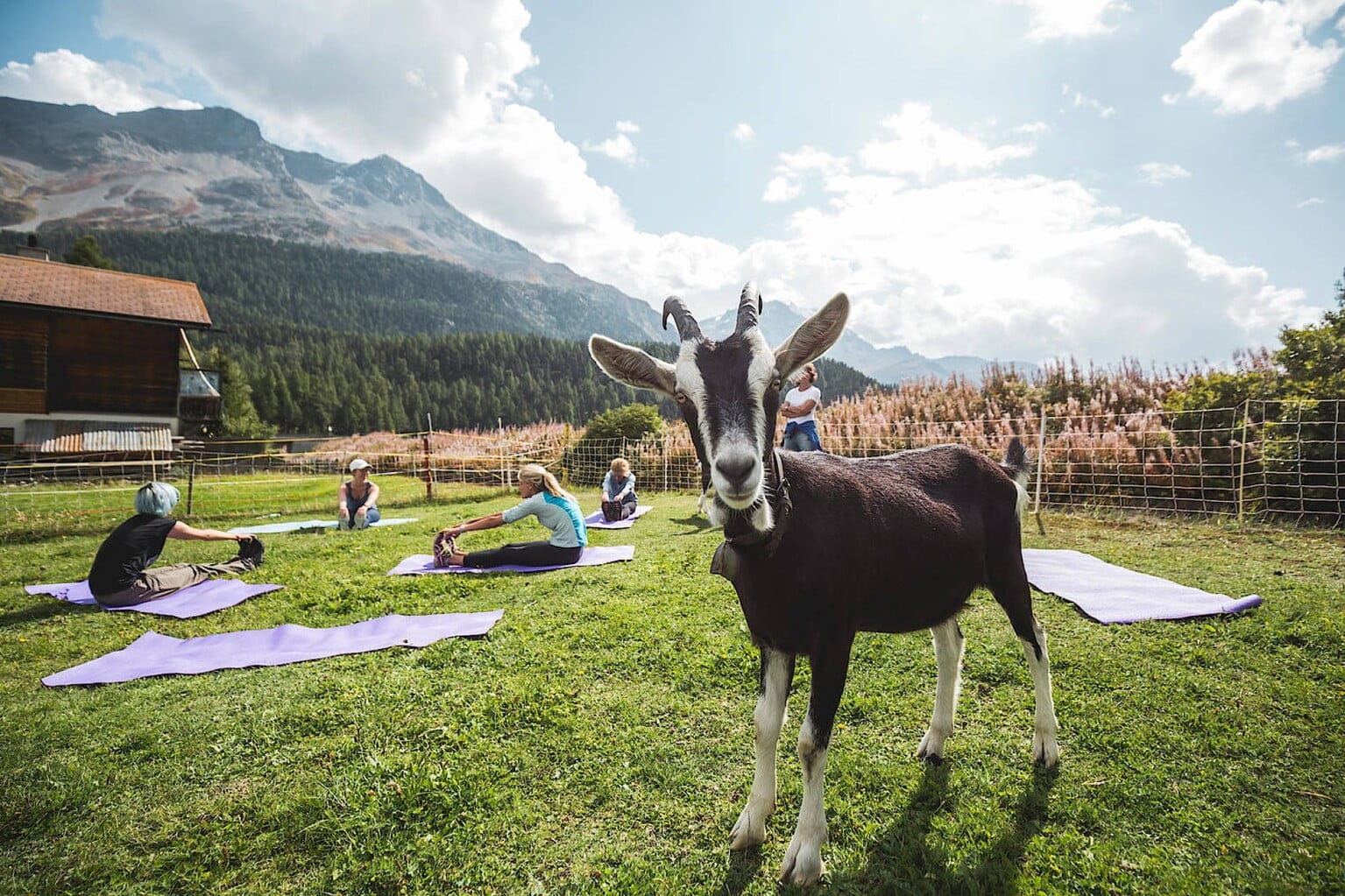 Trekking & Yoga mit Ziegen