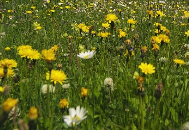 Il percorso dei fiori di Heidi