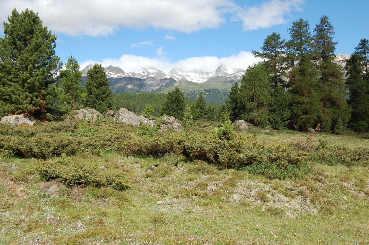 Moorseen von St. Moritz