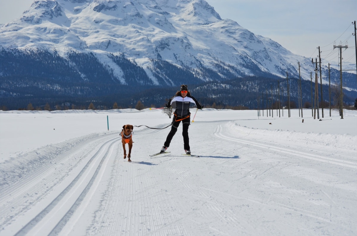 Dog trail Samedan