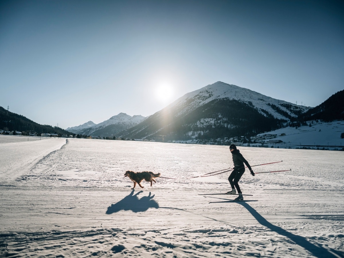 Pista per cani Plaiv